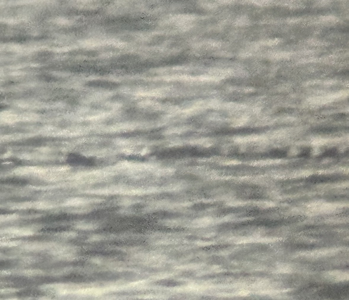 Black Scoter - ML645417125