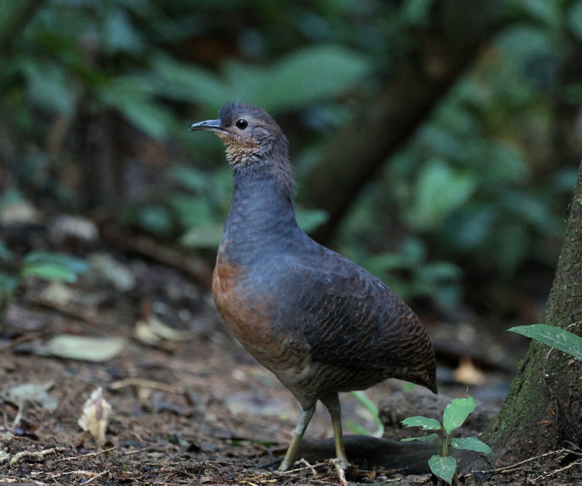 Yellow-legged Tinamou (noctivagus) - ML645417132