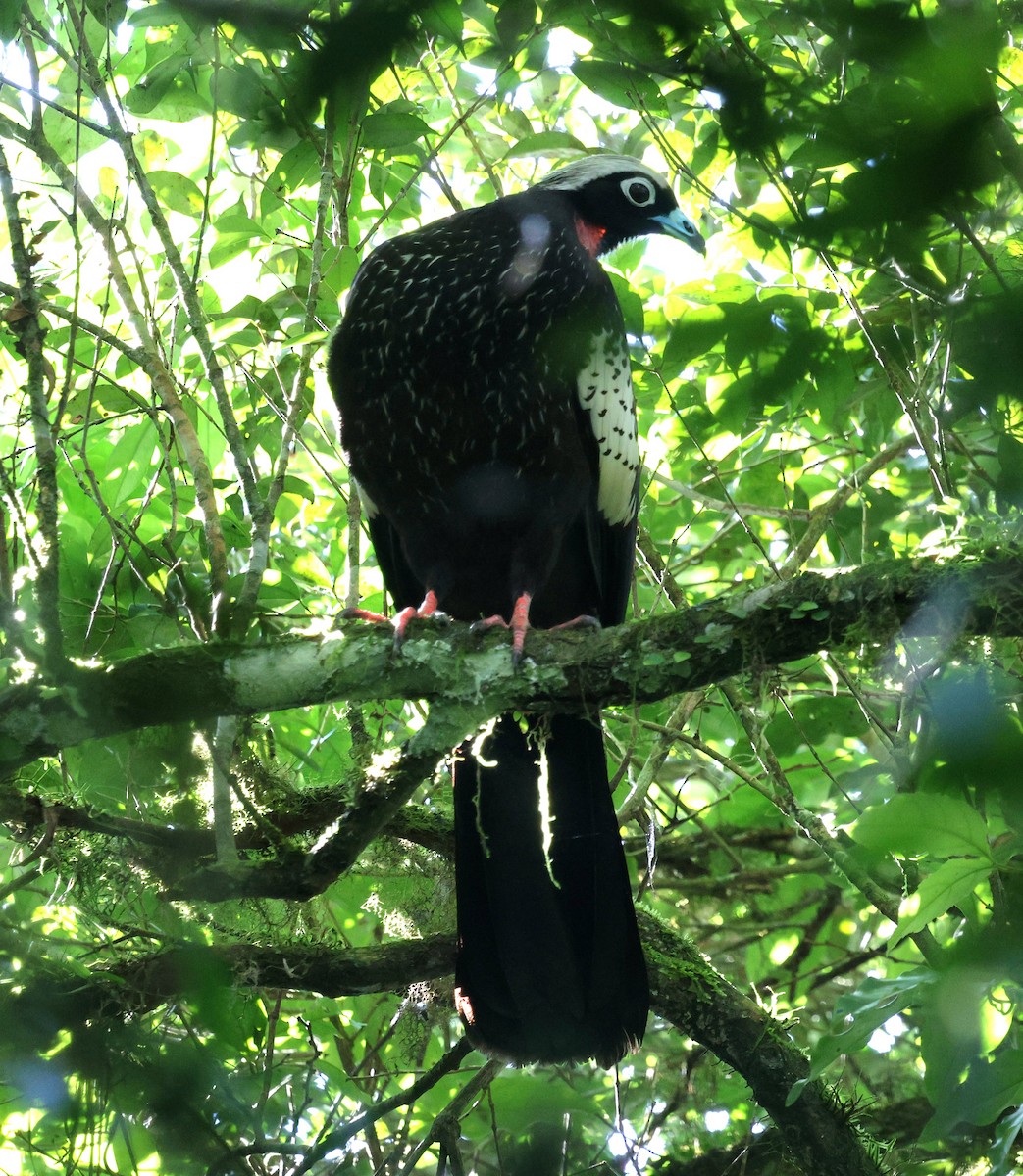 Black-fronted Piping-Guan - ML645417140