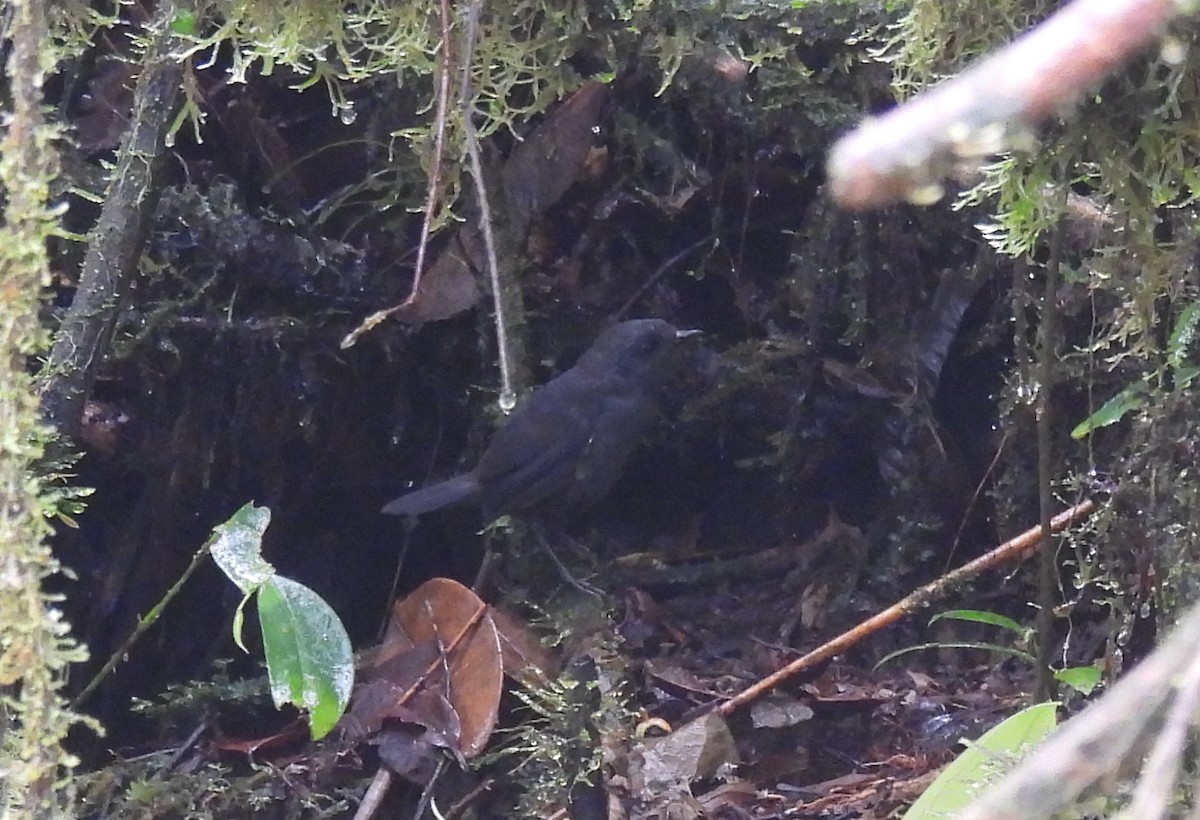 Nariño Tapaculo - ML645417149