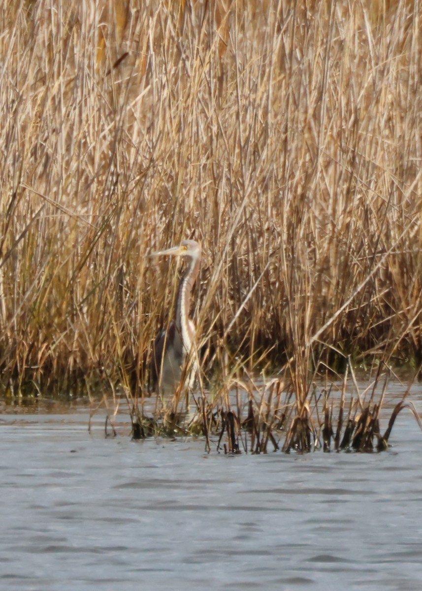 Tricolored Heron - ML645417153
