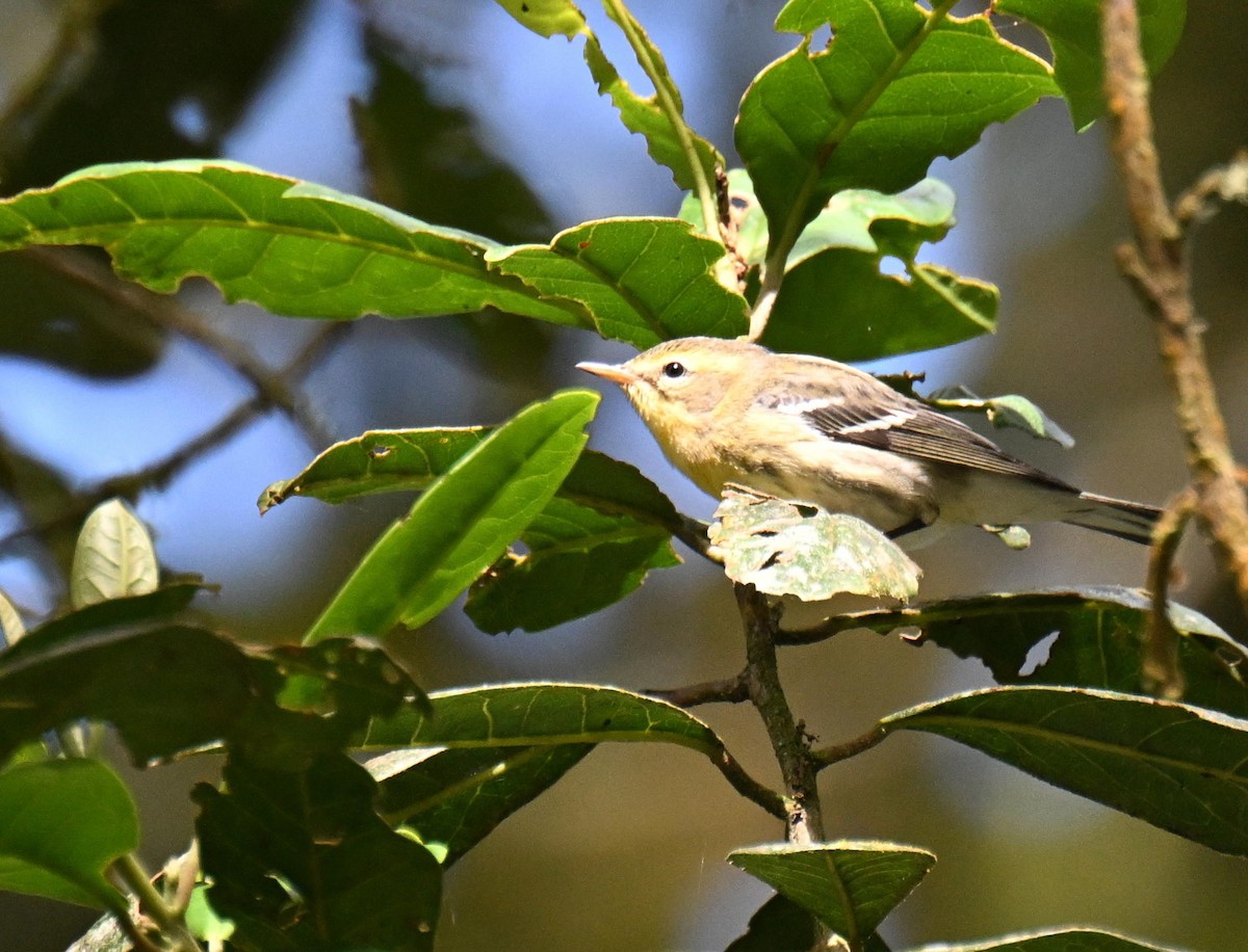 Reinita Gorjinaranja - ML645417156