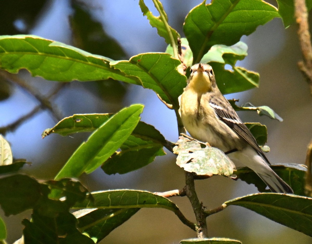 Reinita Gorjinaranja - ML645417157