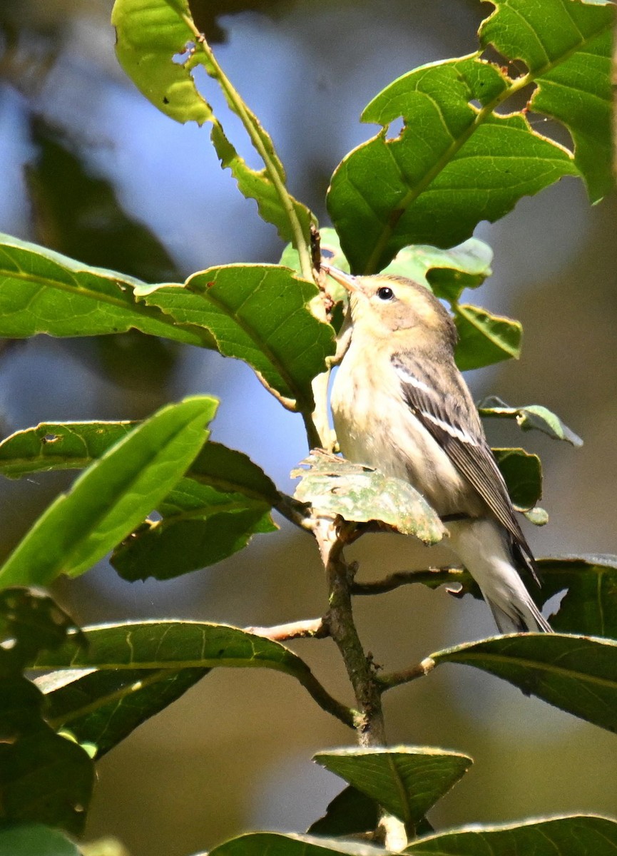 Reinita Gorjinaranja - ML645417158