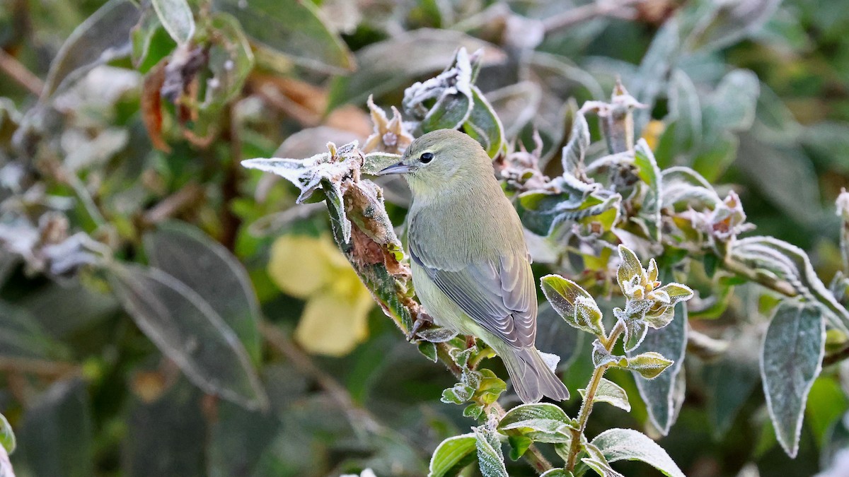 Orange-crowned Warbler - ML645417167
