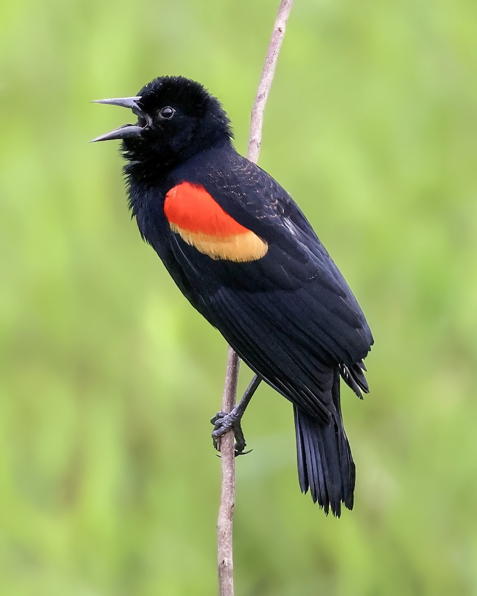 Red-winged Blackbird - ML645417168
