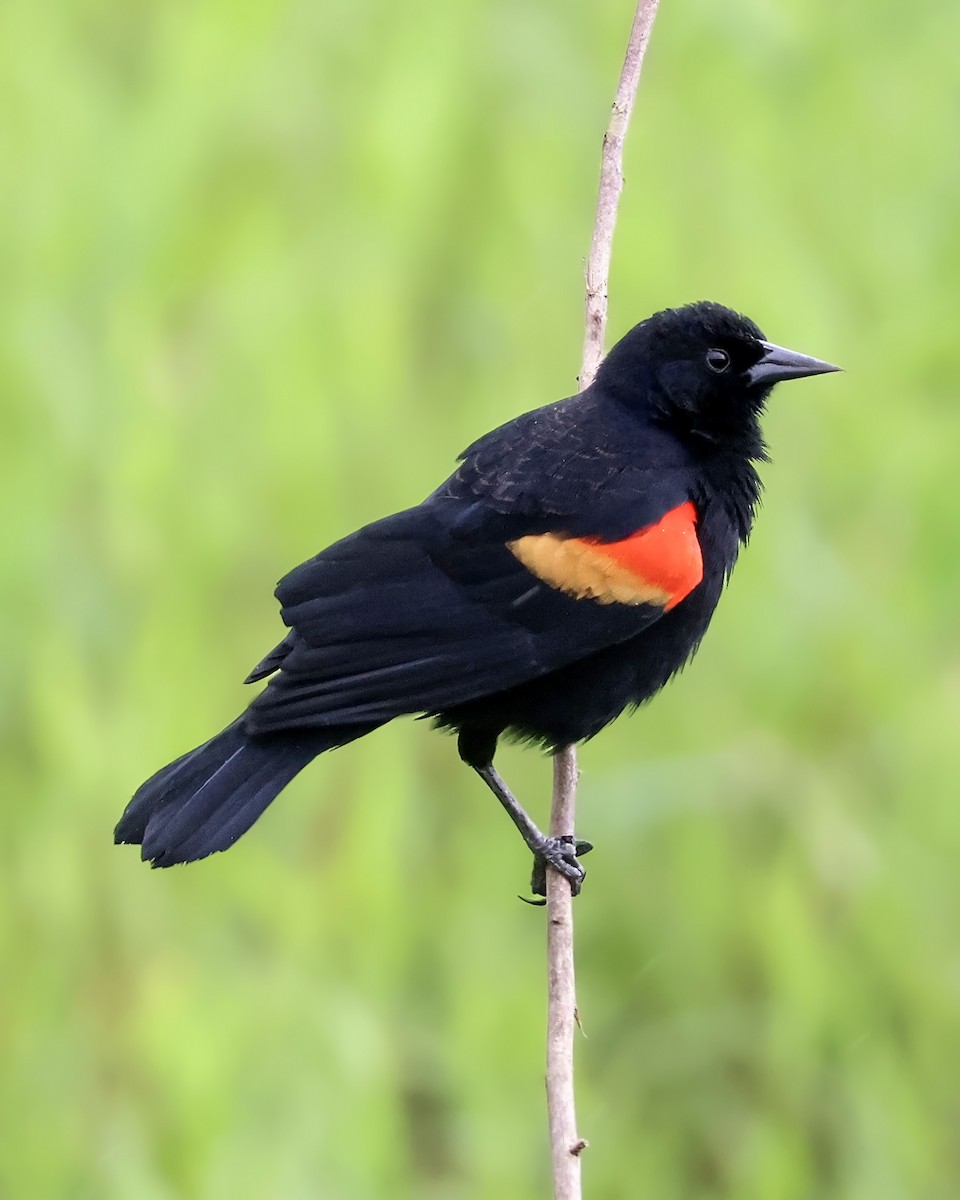 Red-winged Blackbird - ML645417169