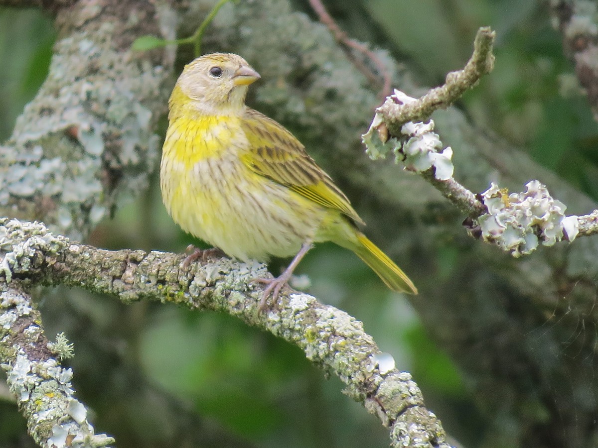 Saffron Finch - ML645417172