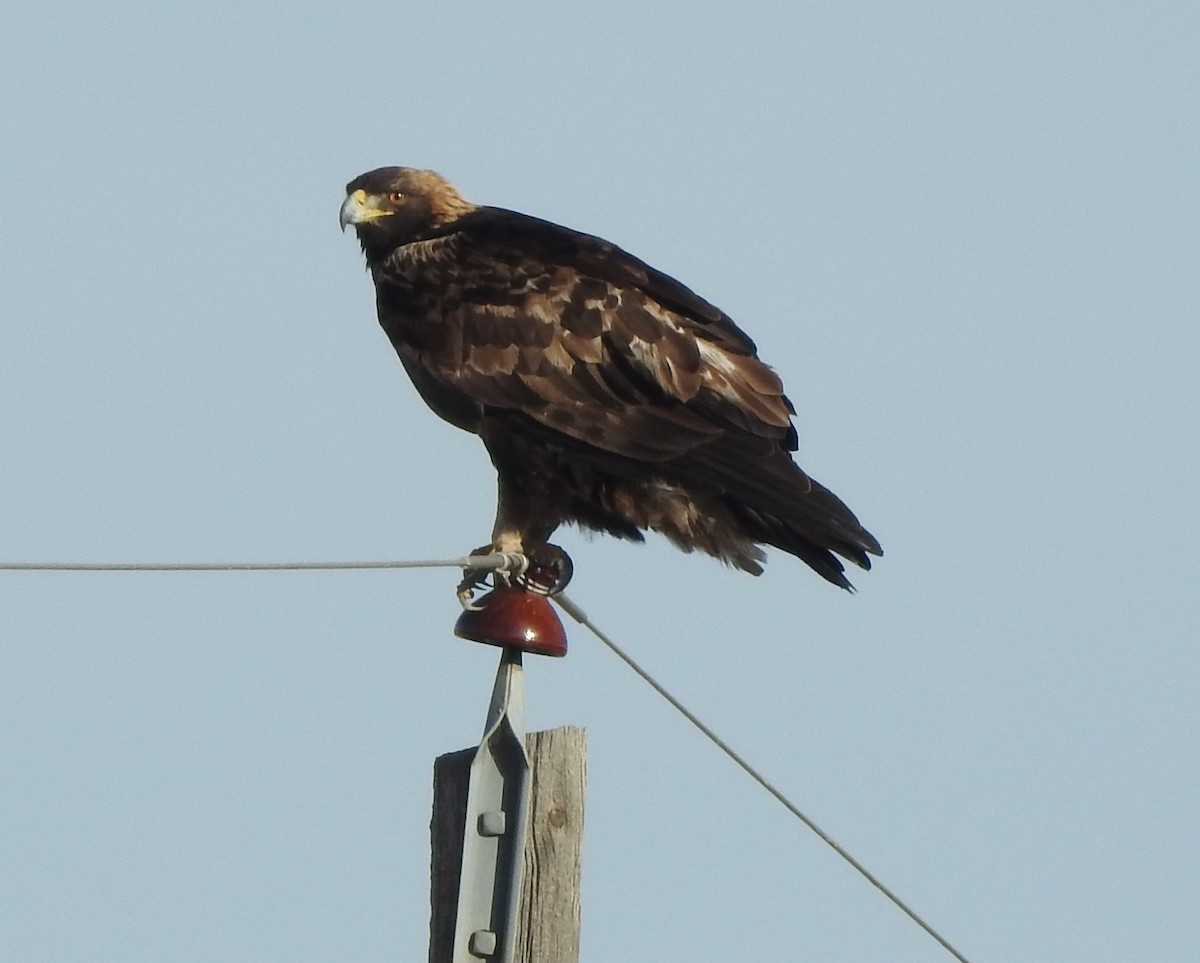 Golden Eagle - ML645417177