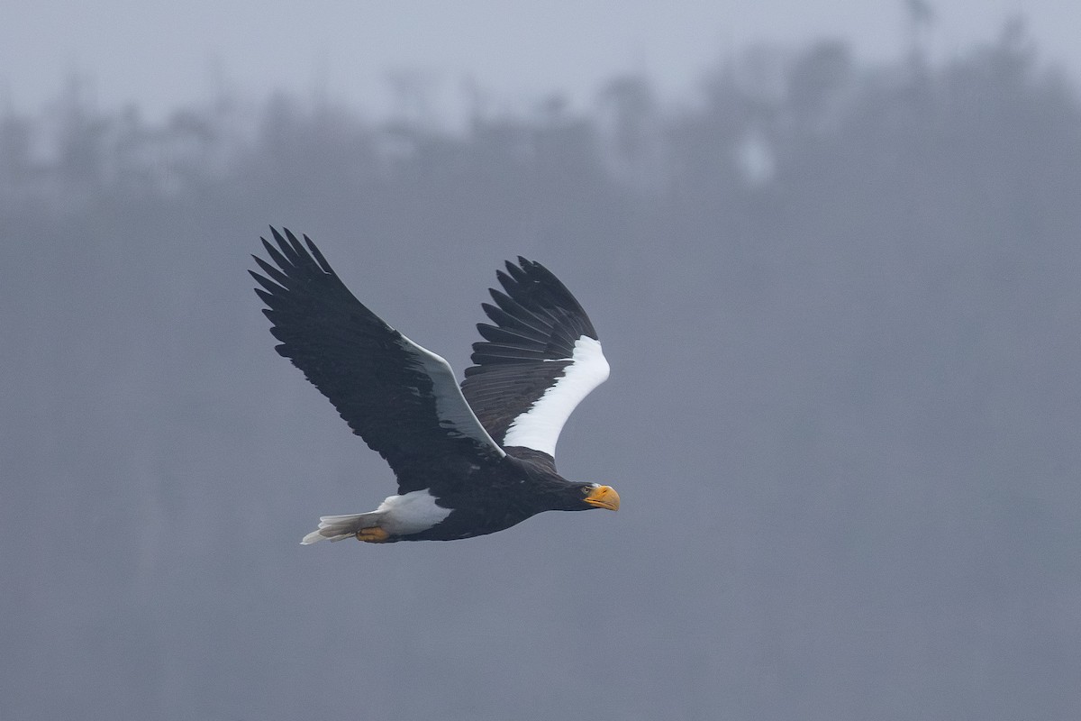 Steller's Sea-Eagle - ML645417179