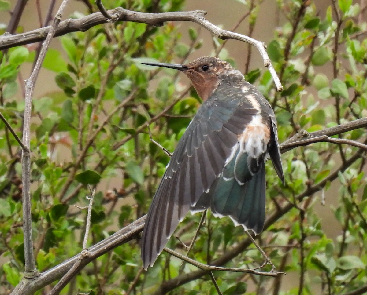 Giant Hummingbird - ML645417195