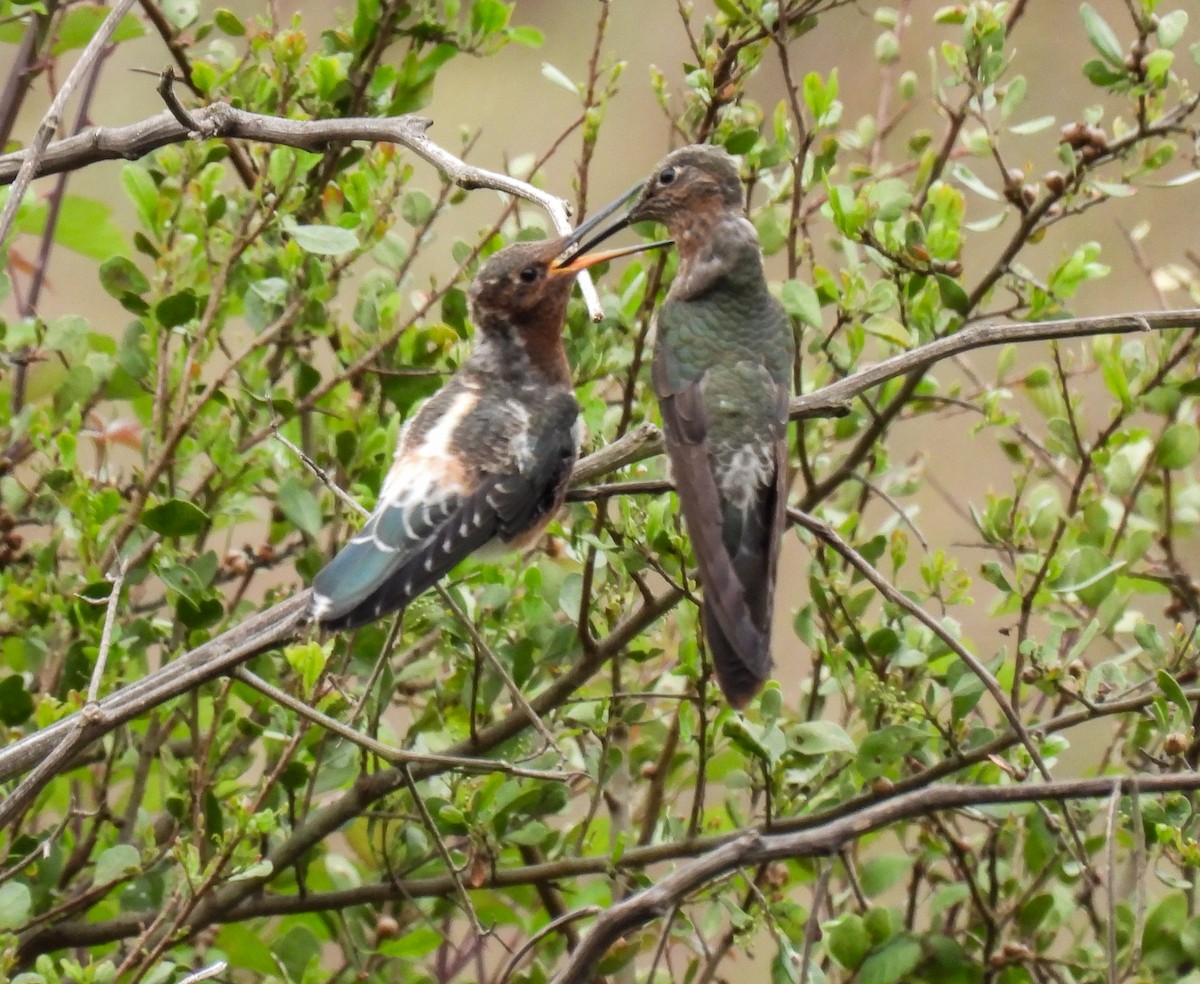 Giant Hummingbird - ML645417196