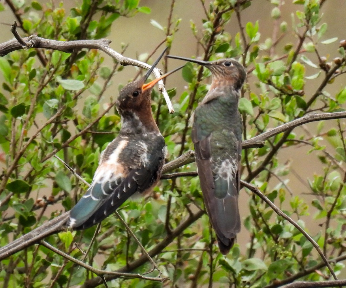 Giant Hummingbird - ML645417197