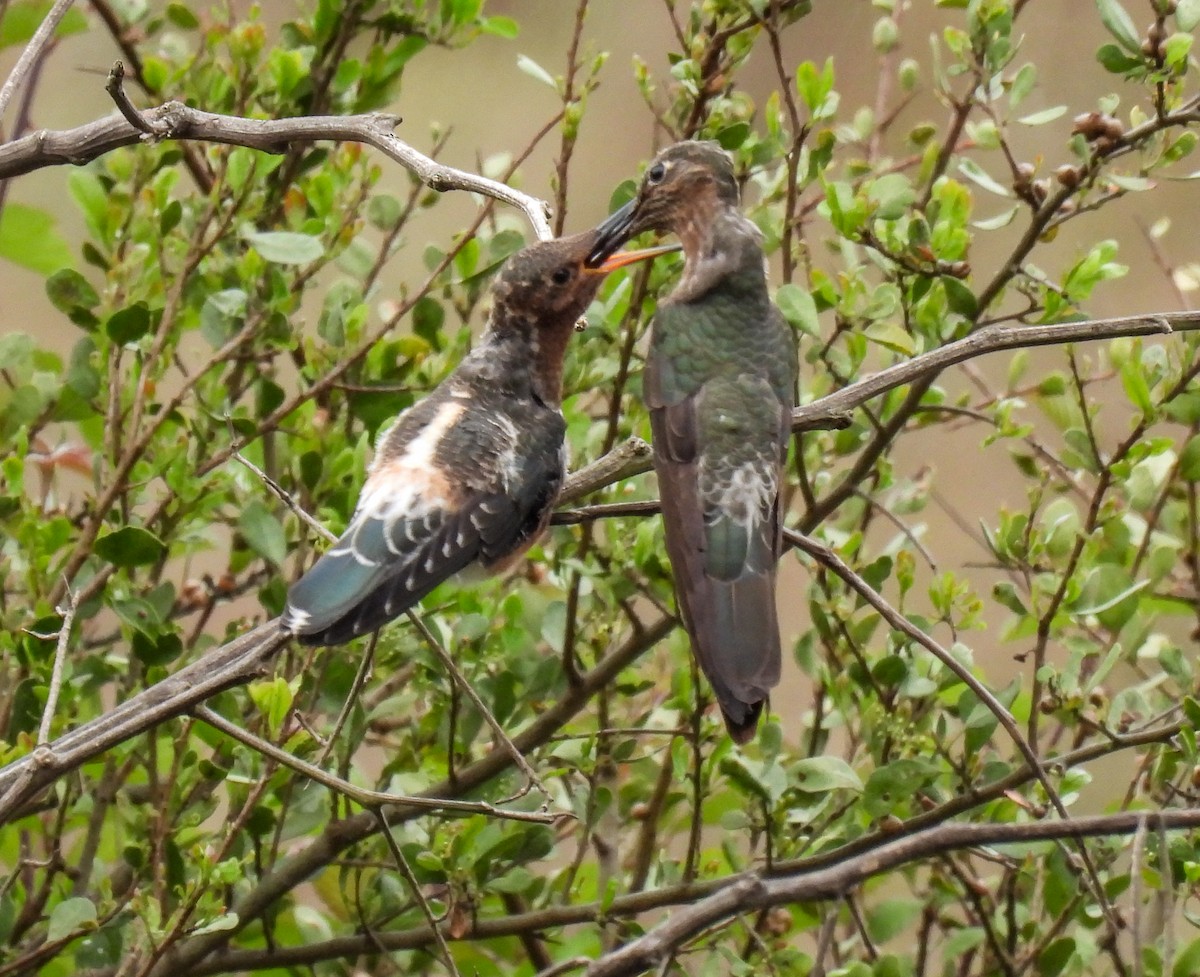 Giant Hummingbird - ML645417198