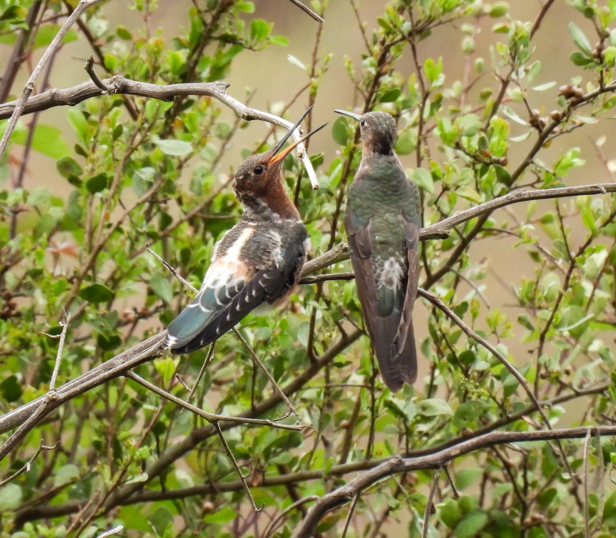 Giant Hummingbird - ML645417199