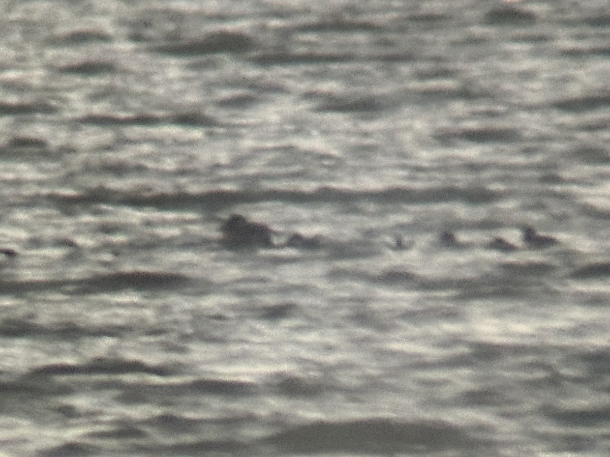 Surf Scoter - ML645417206