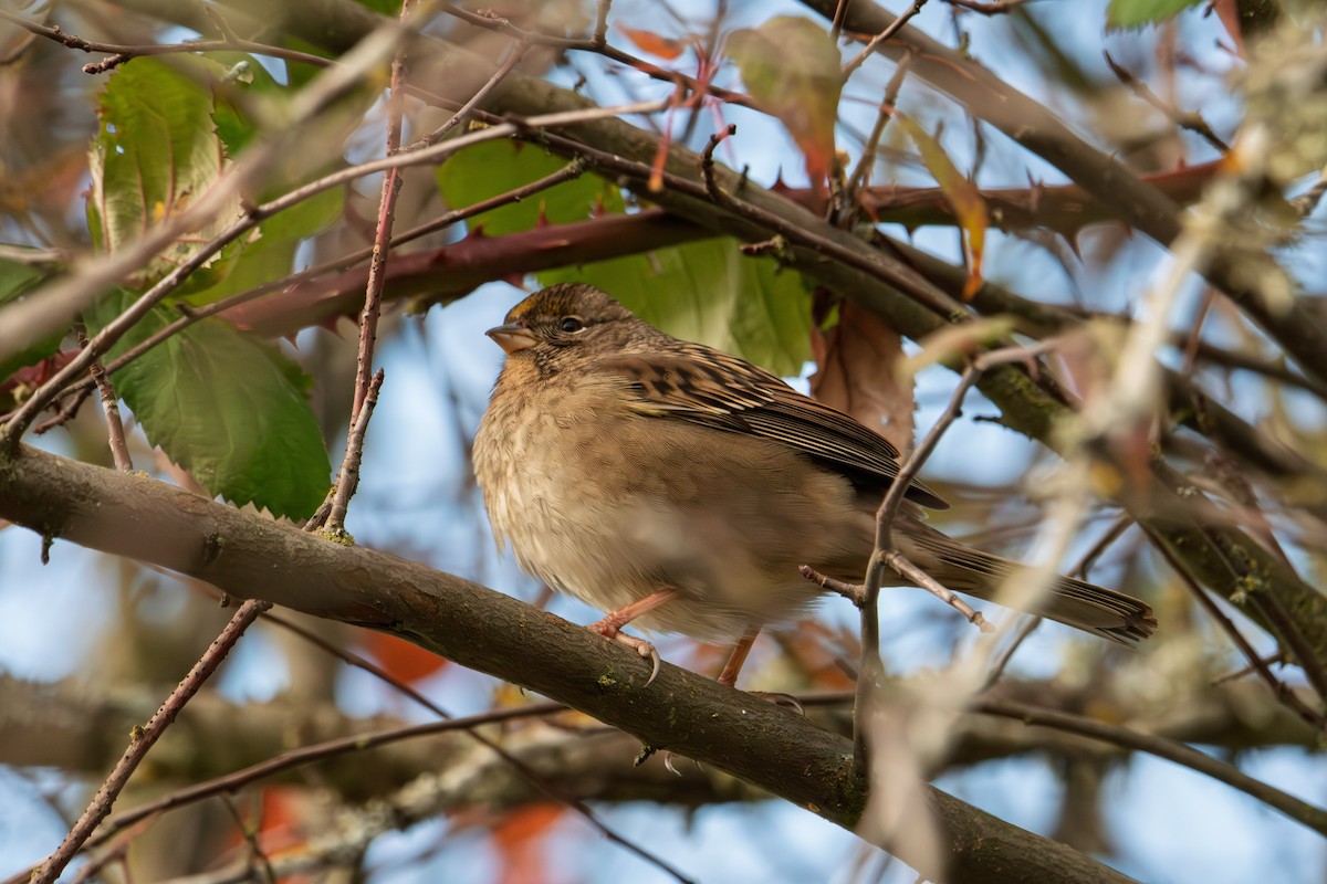 Чернобровая овсянка - ML645417209