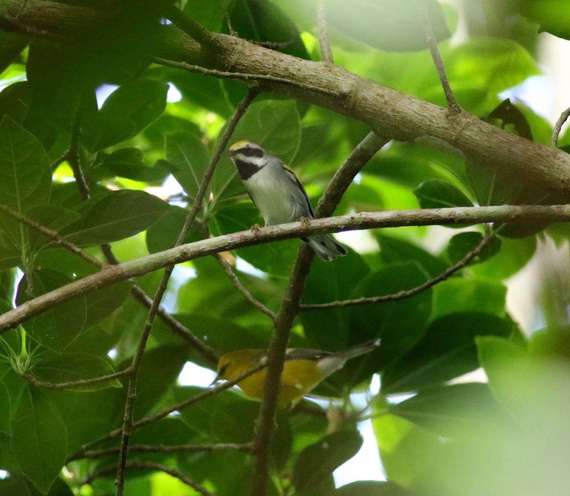 キンバネアメリカムシクイ - ML645417210