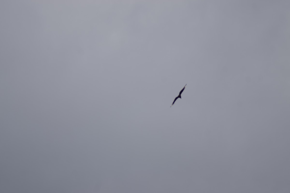 Black Vulture - ML645417215