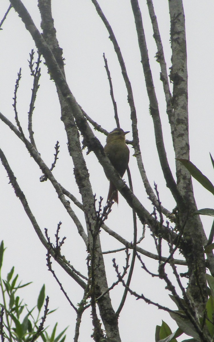 Olive Spinetail - ML645417227