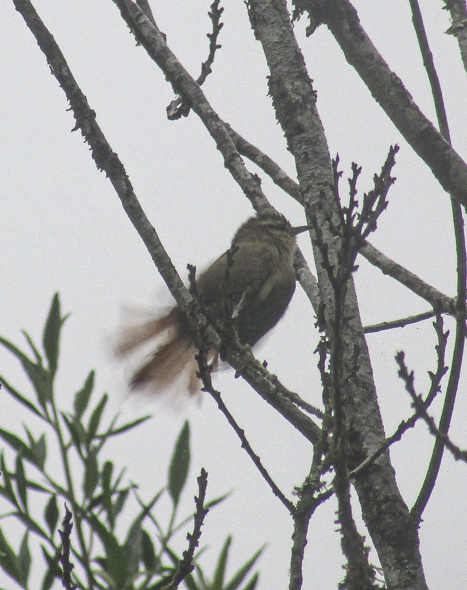 Olive Spinetail - ML645417228