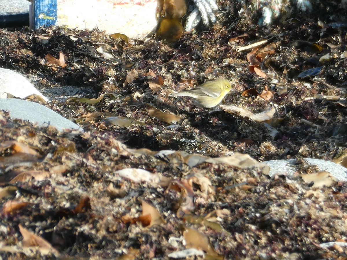 Pine Warbler - ML645417229