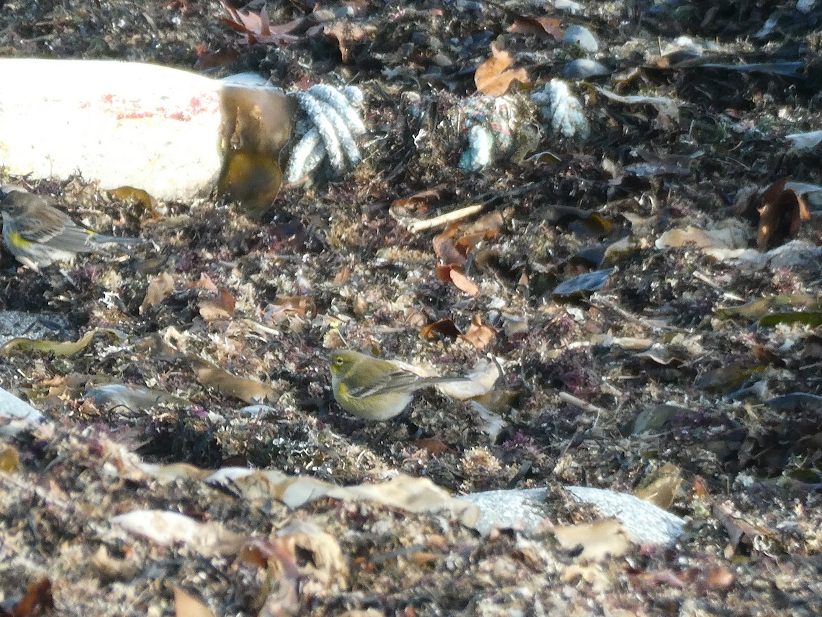 Pine Warbler - ML645417230