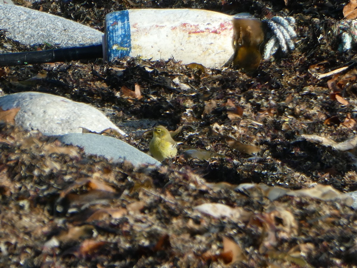 Pine Warbler - ML645417231