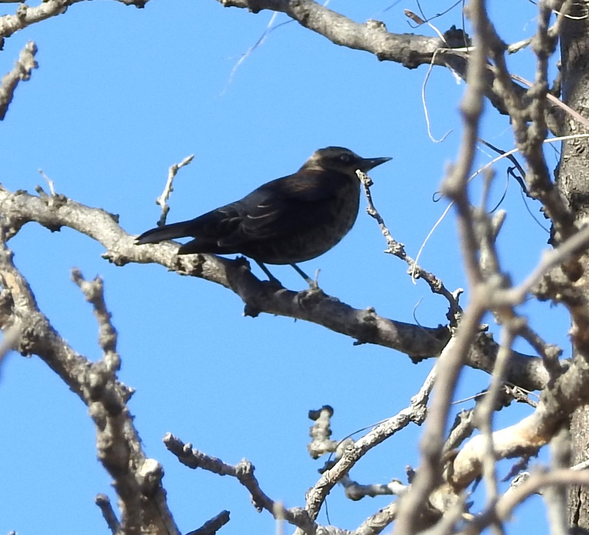 Rusty Blackbird - ML645417249