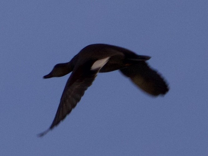 kopřivka obecná - ML645417250