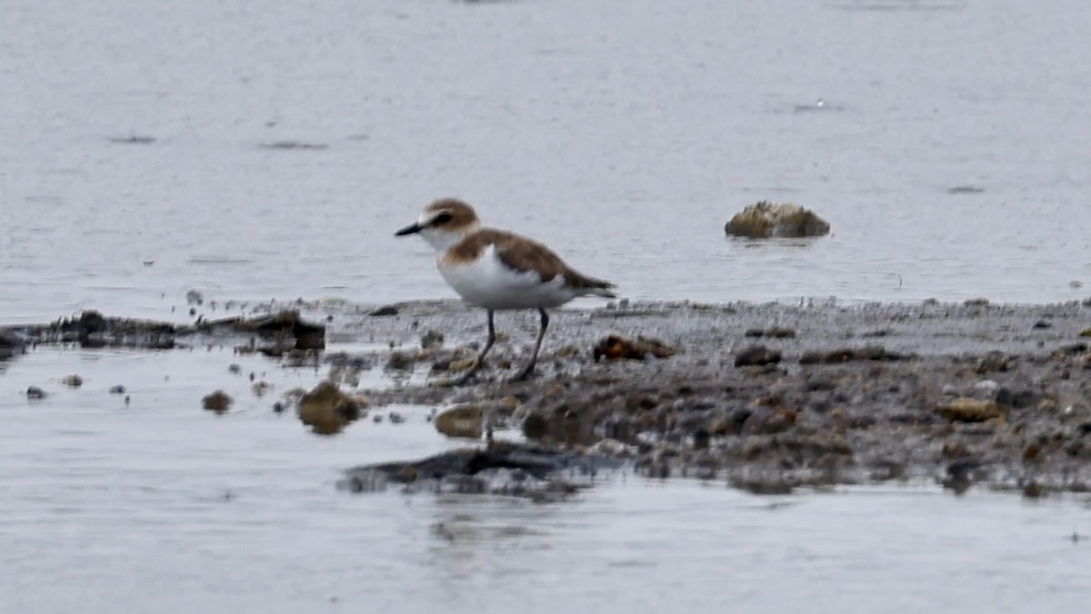 kulík jávský - ML645417253