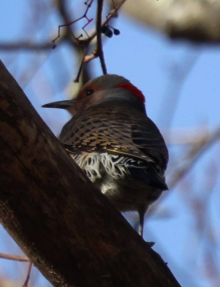 Northern Flicker (Yellow-shafted) - ML645417255