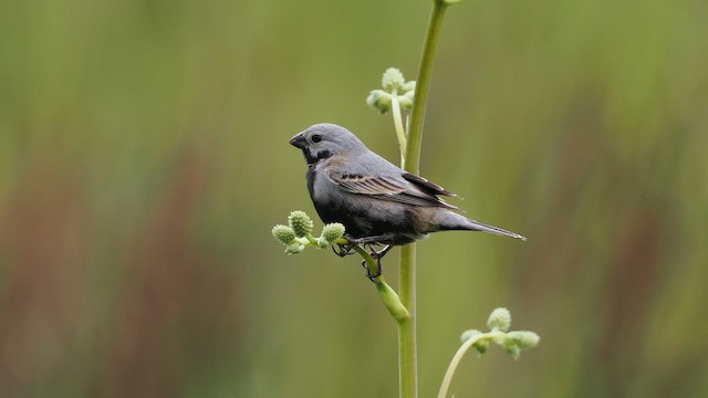 Black-bellied Seedeater - ML645417257