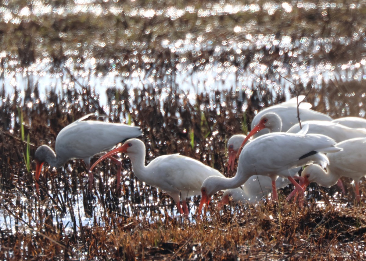 White Ibis - ML645417261