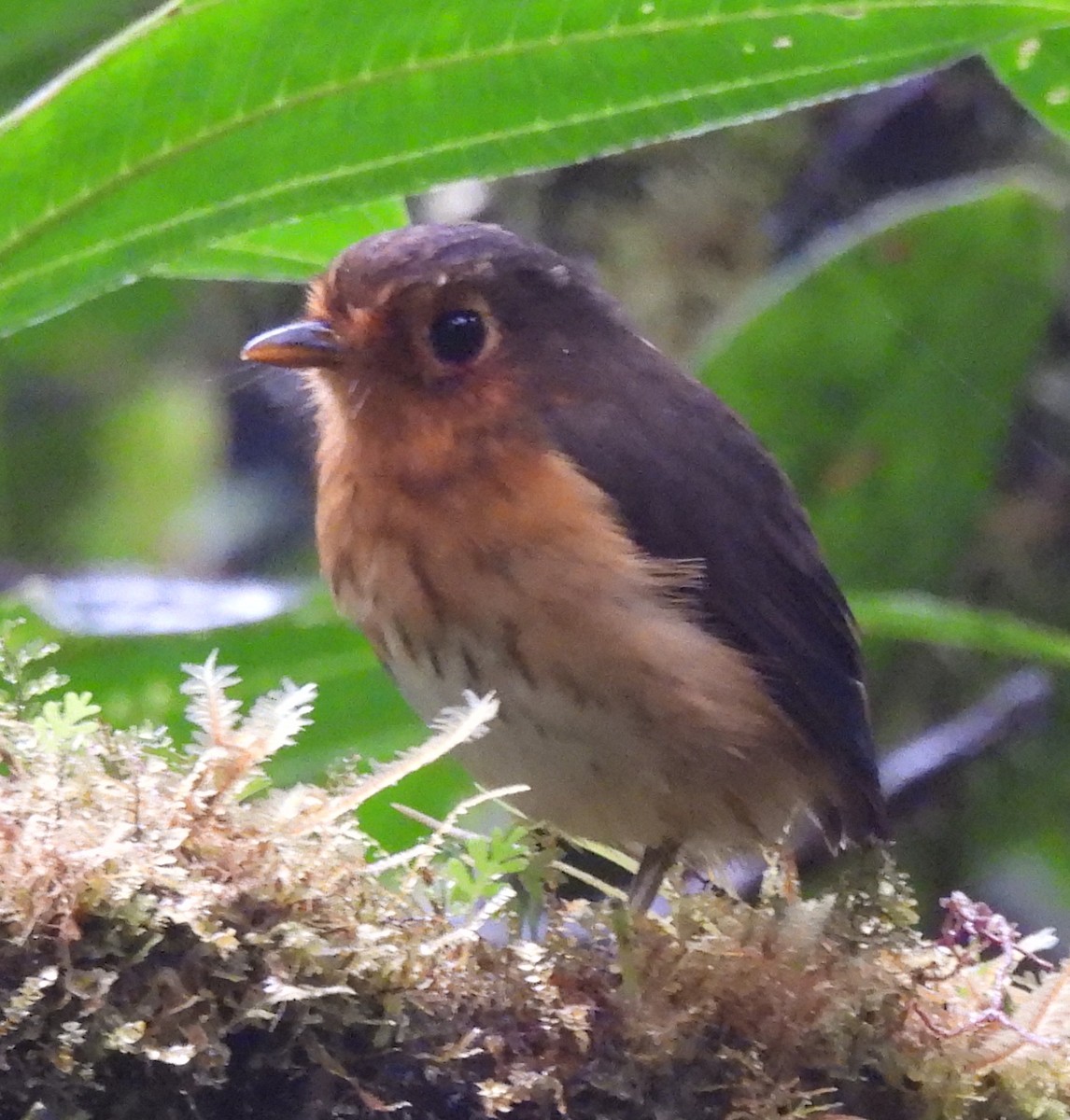 Ochre-breasted Antpitta - ML645417267