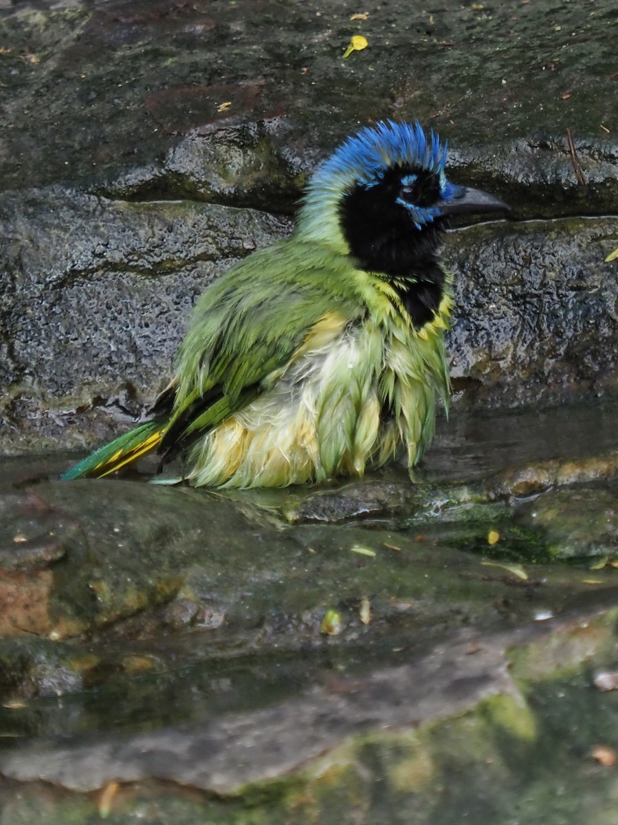 Geai vert (groupe luxuosus) - ML645417276