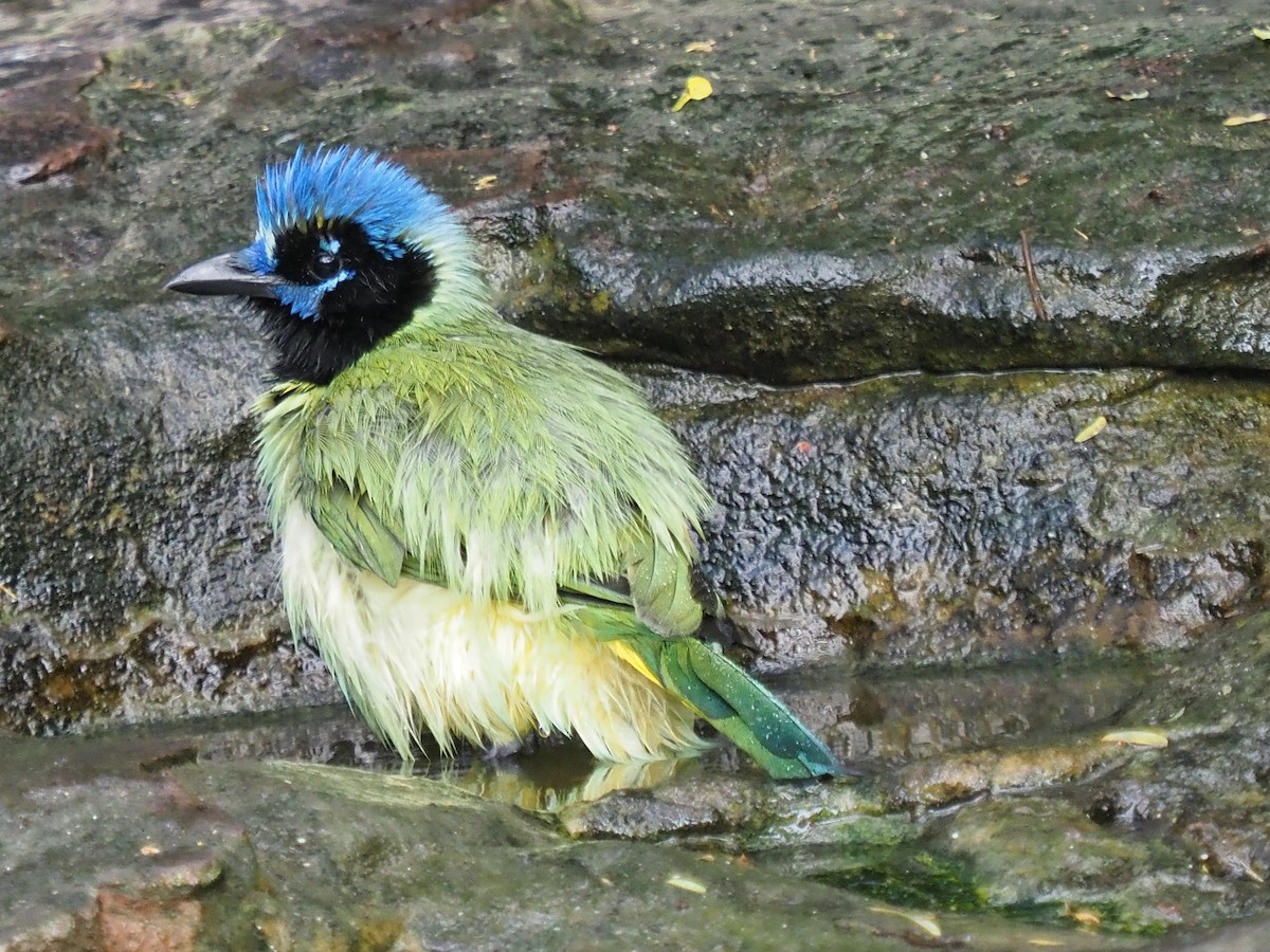 Geai vert (groupe luxuosus) - ML645417279