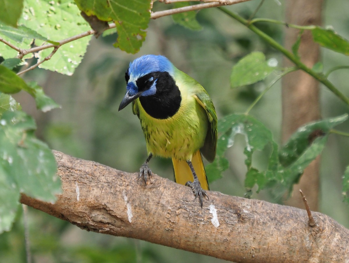 Geai vert (groupe luxuosus) - ML645417280