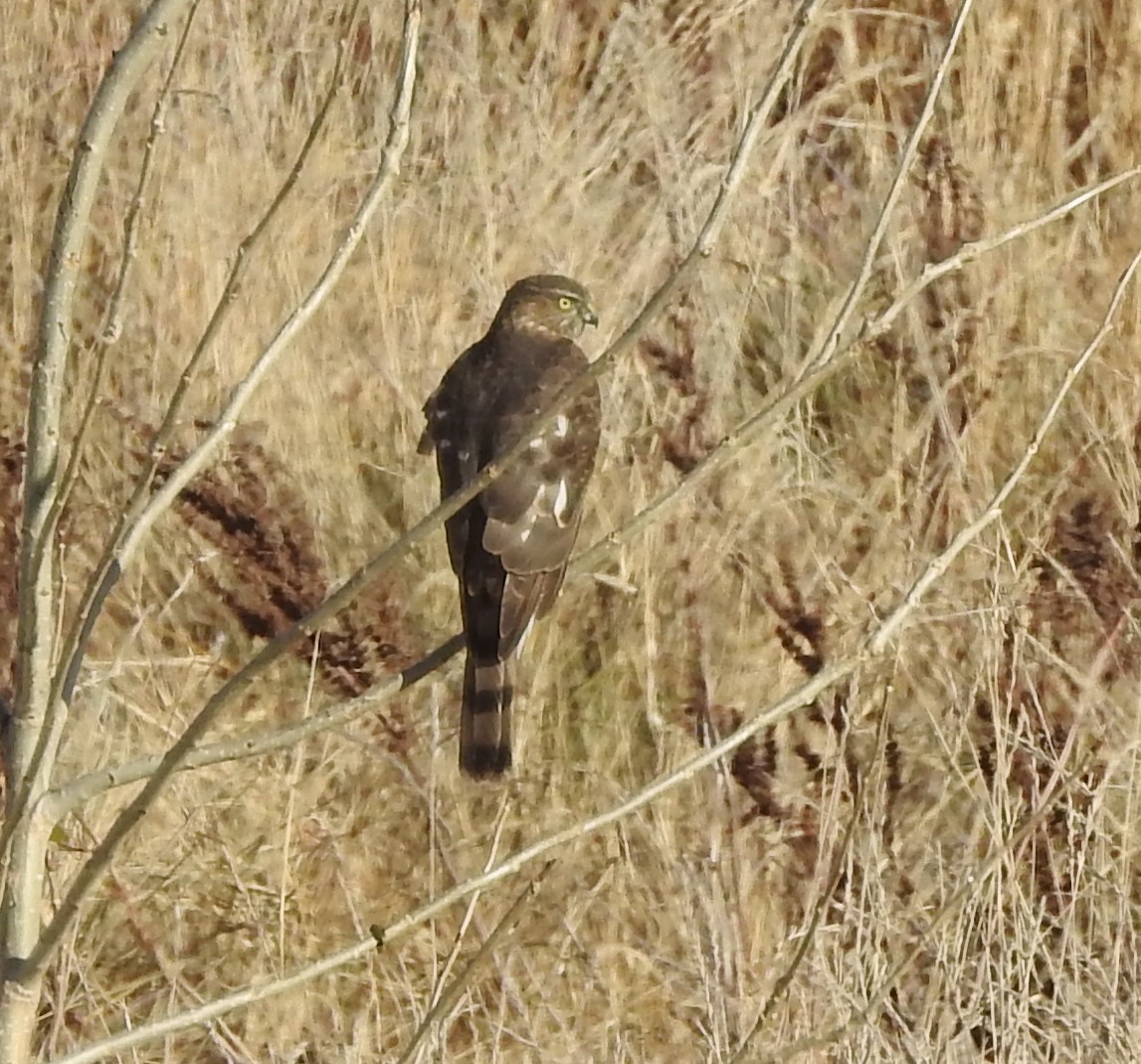 Sharp-shinned Hawk - ML645417293