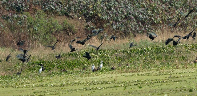 Beltzaran musuzuria - ML645417308