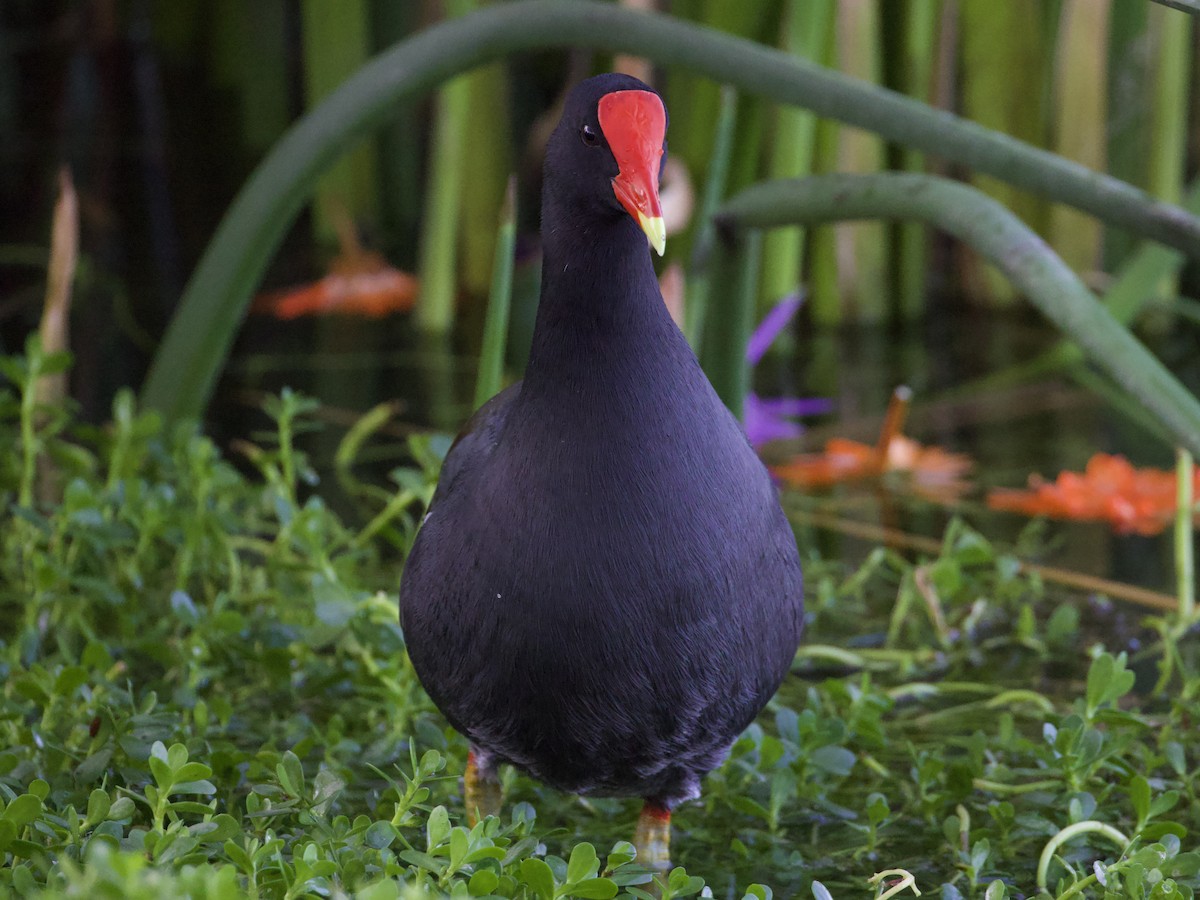 Uroilo amerikarra - ML645417310