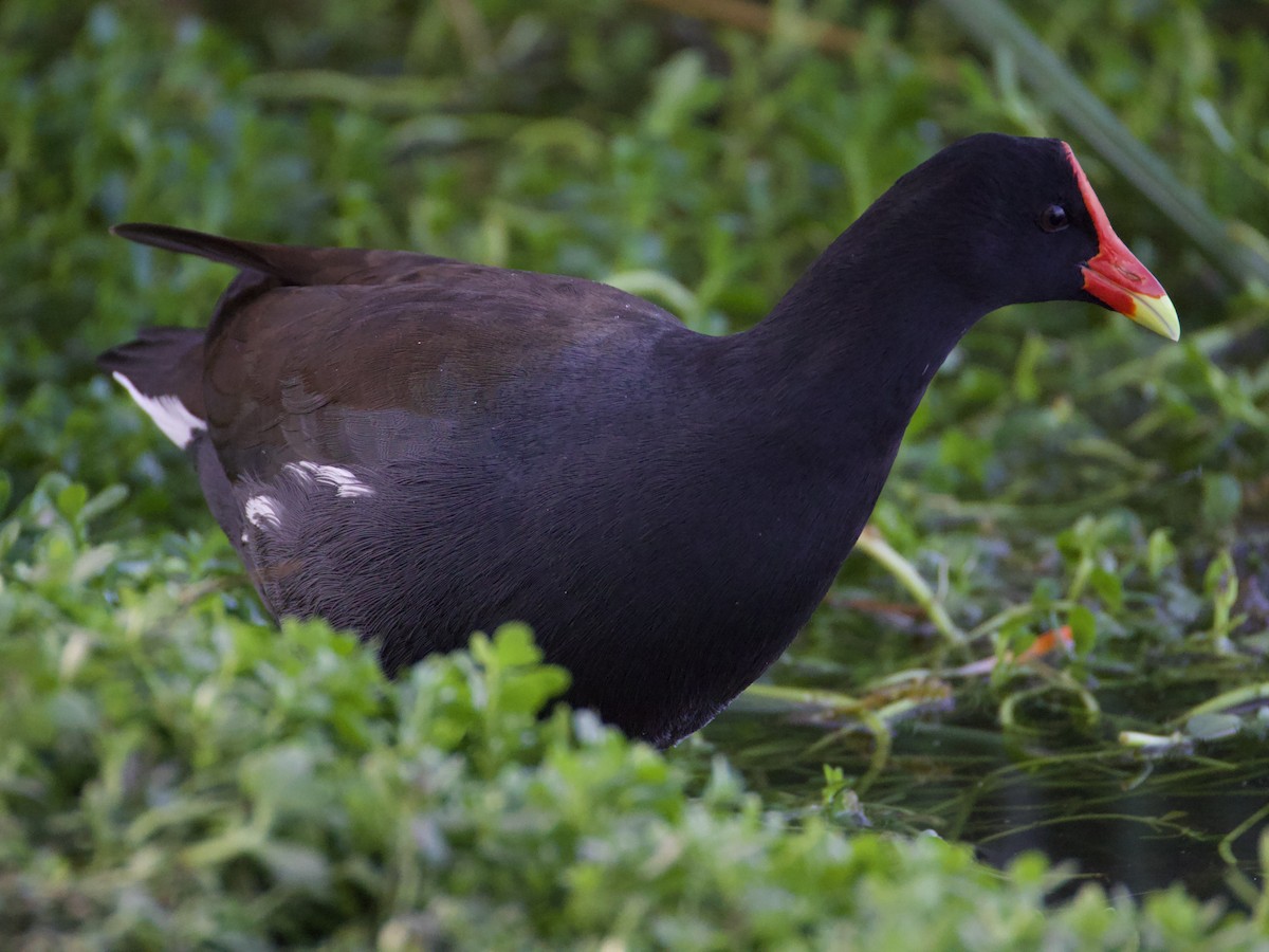 Uroilo amerikarra - ML645417311