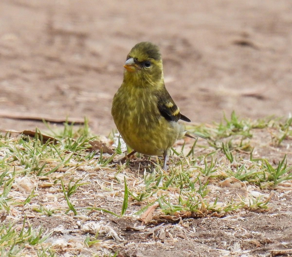 Black-chinned Siskin - ML645417325