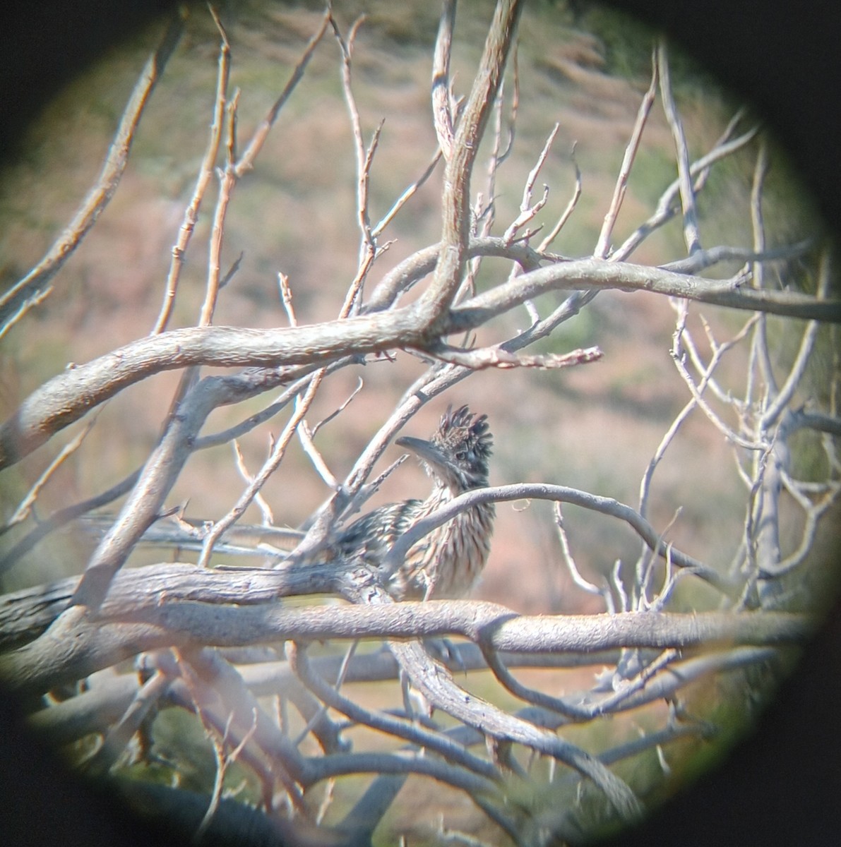 Greater Roadrunner - ML645417332