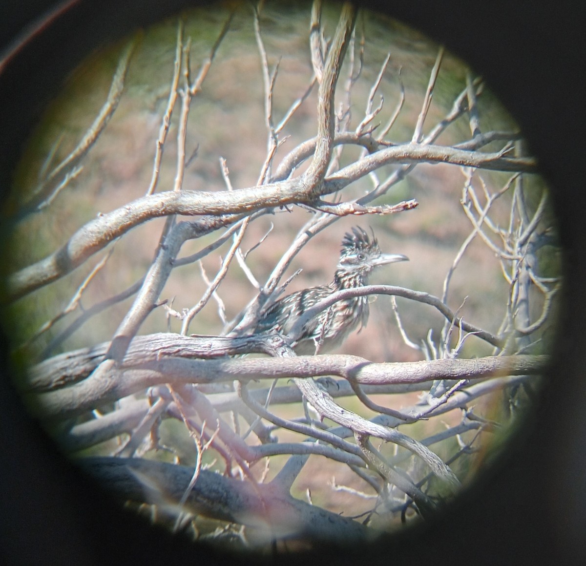 Greater Roadrunner - ML645417343