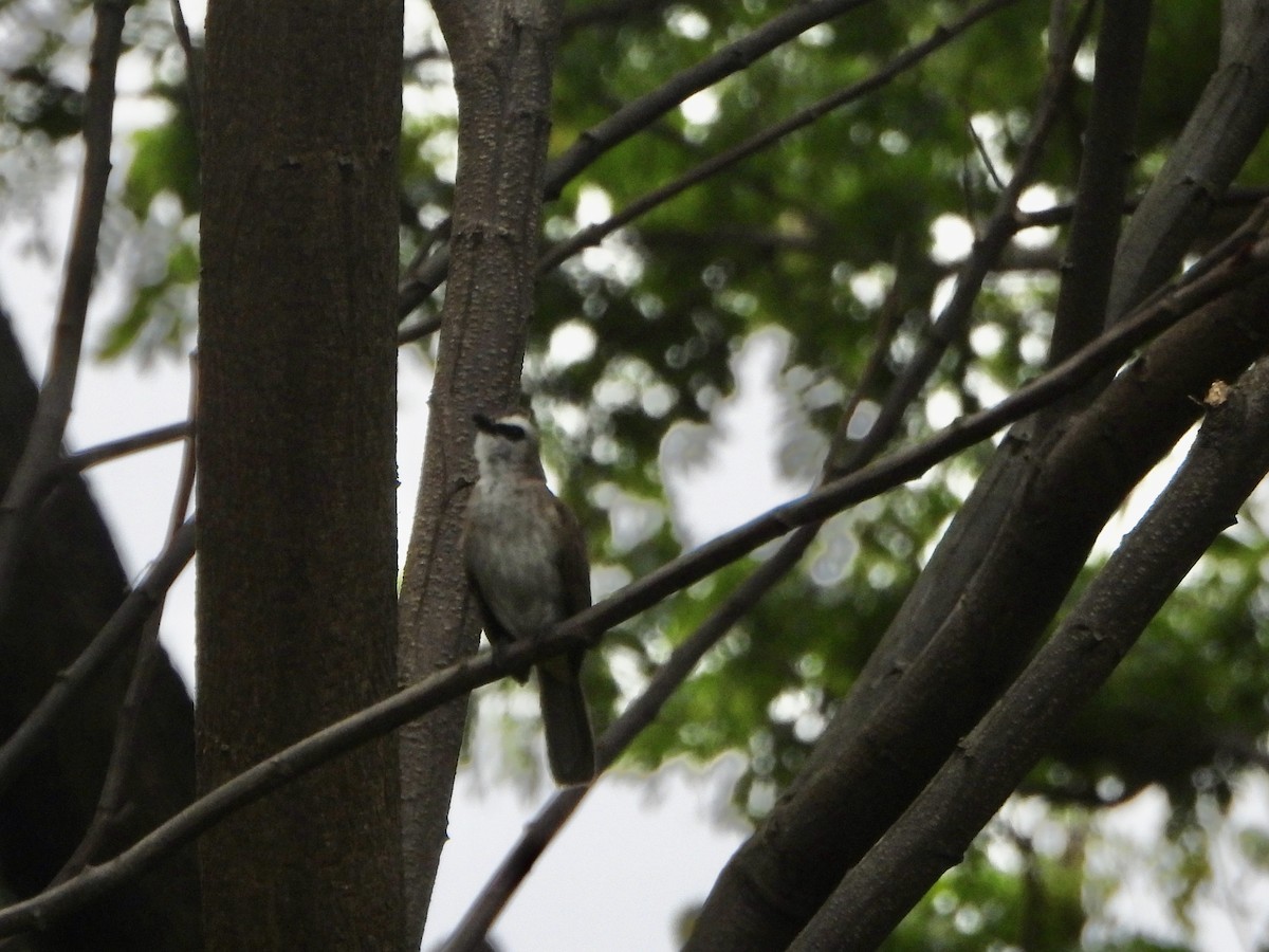 Yellow-vented Bulbul - ML645417355