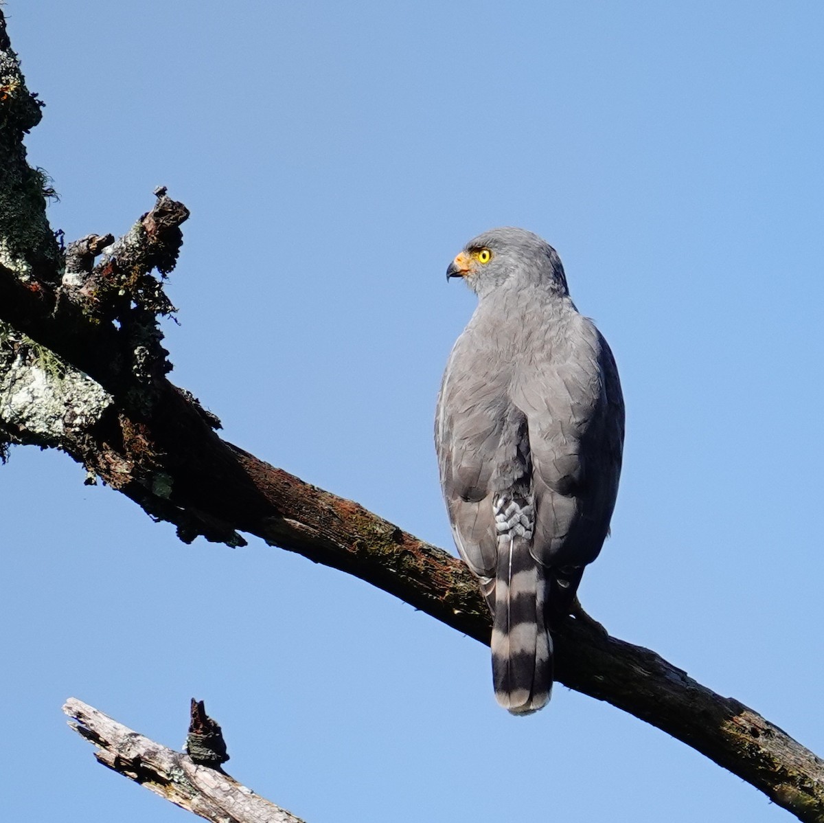 Roadside Hawk - ML645417363