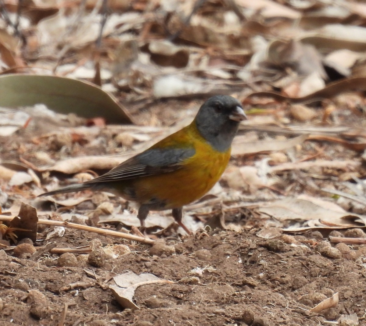 Gray-hooded Sierra Finch - ML645417364