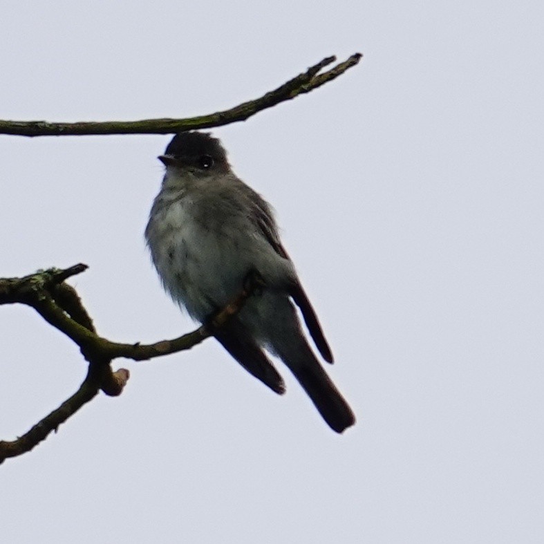 Восточный пиви - ML645417385