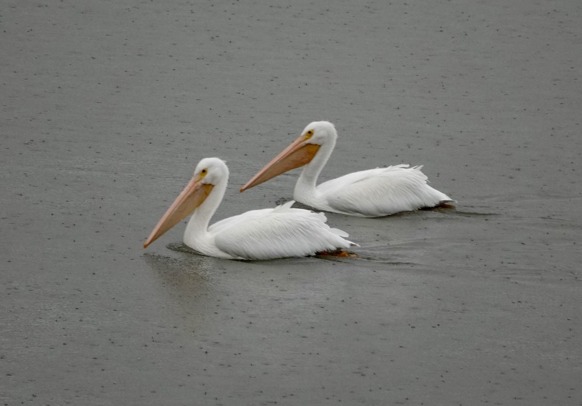 Amerika Pelikanı - ML645417387